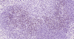 LEF1 Recombinant Rabbit Monoclonal Antibody (9F6)