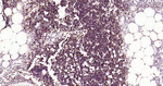 LEF1 Antibody in Immunohistochemistry (Paraffin) (IHC (P))