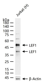LEF1 Antibody in Western Blot (WB)