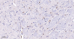 SHP-1 Recombinant Rabbit Monoclonal Antibody (7F10)