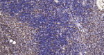 SHP-1 Antibody in Immunohistochemistry (Paraffin) (IHC (P))