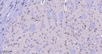 SHP-1 Antibody in Immunohistochemistry (Paraffin) (IHC (P))
