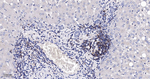SHP-1 Antibody in Immunohistochemistry (Paraffin) (IHC (P))