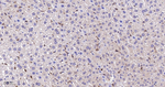 SHP-1 Antibody in Immunohistochemistry (Paraffin) (IHC (P))
