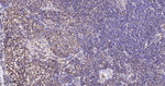 SHP-1 Antibody in Immunohistochemistry (Paraffin) (IHC (P))
