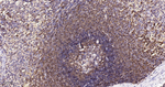 SHP-1 Antibody in Immunohistochemistry (Paraffin) (IHC (P))