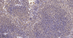 SHP-1 Antibody in Immunohistochemistry (Paraffin) (IHC (P))