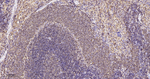 SHP-1 Antibody in Immunohistochemistry (Paraffin) (IHC (P))