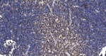 SHP-1 Antibody in Immunohistochemistry (Paraffin) (IHC (P))