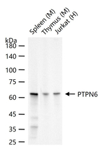 SHP-1 Antibody in Western Blot (WB)