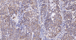 Annexin VII Antibody in Immunohistochemistry (Paraffin) (IHC (P))