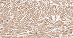 Annexin VII Antibody in Immunohistochemistry (Paraffin) (IHC (P))