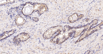 Annexin VII Antibody in Immunohistochemistry (Paraffin) (IHC (P))