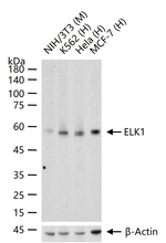 ELK1 Recombinant Rabbit Monoclonal Antibody (5F9)