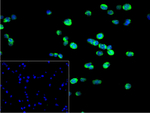 BAK Antibody in Immunocytochemistry (ICC/IF)