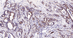 BAK Antibody in Immunohistochemistry (Paraffin) (IHC (P))