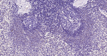 BAK Antibody in Immunohistochemistry (Paraffin) (IHC (P))
