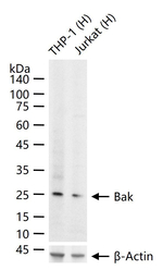 BAK Antibody in Western Blot (WB)