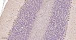 DARPP-32 Antibody in Immunohistochemistry (Paraffin) (IHC (P))