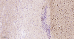 DARPP-32 Antibody in Immunohistochemistry (Paraffin) (IHC (P))