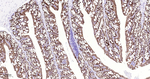 DARPP-32 Antibody in Immunohistochemistry (Paraffin) (IHC (P))