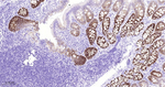 DARPP-32 Antibody in Immunohistochemistry (Paraffin) (IHC (P))