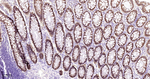 DARPP-32 Antibody in Immunohistochemistry (Paraffin) (IHC (P))