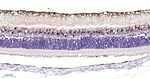 DARPP-32 Antibody in Immunohistochemistry (Paraffin) (IHC (P))