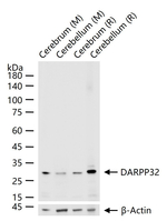 DARPP-32 Antibody in Western Blot (WB)