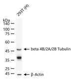 TUBB4B/TUBB2A/TUBB2B Antibody in Western Blot (WB)