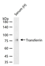 Transferrin Antibody in Western Blot (WB)