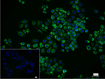 HSP60 Recombinant Rabbit Monoclonal Antibody (9A8)