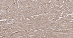 HSP60 Antibody in Immunohistochemistry (Paraffin) (IHC (P))
