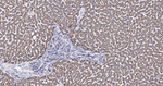 HSP60 Antibody in Immunohistochemistry (Paraffin) (IHC (P))