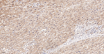 HSP60 Antibody in Immunohistochemistry (Paraffin) (IHC (P))