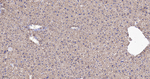 HSP60 Antibody in Immunohistochemistry (Paraffin) (IHC (P))