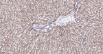 HSP60 Antibody in Immunohistochemistry (Paraffin) (IHC (P))