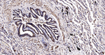 HSP60 Antibody in Immunohistochemistry (Paraffin) (IHC (P))