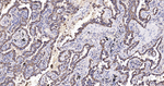HSP60 Antibody in Immunohistochemistry (Paraffin) (IHC (P))