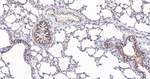 HSP60 Antibody in Immunohistochemistry (Paraffin) (IHC (P))