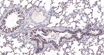 HSP60 Antibody in Immunohistochemistry (Paraffin) (IHC (P))