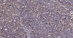 HSP60 Antibody in Immunohistochemistry (Paraffin) (IHC (P))