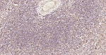 HSP60 Antibody in Immunohistochemistry (Paraffin) (IHC (P))