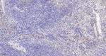 HSP60 Antibody in Immunohistochemistry (Paraffin) (IHC (P))