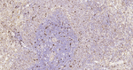 HSP60 Antibody in Immunohistochemistry (Paraffin) (IHC (P))