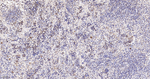 HSP60 Antibody in Immunohistochemistry (Paraffin) (IHC (P))