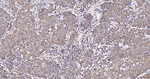 HSP60 Antibody in Immunohistochemistry (Paraffin) (IHC (P))