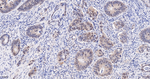 HSP60 Antibody in Immunohistochemistry (Paraffin) (IHC (P))