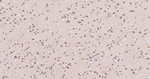HSP60 Antibody in Immunohistochemistry (Paraffin) (IHC (P))