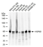 HSP60 Antibody in Western Blot (WB)